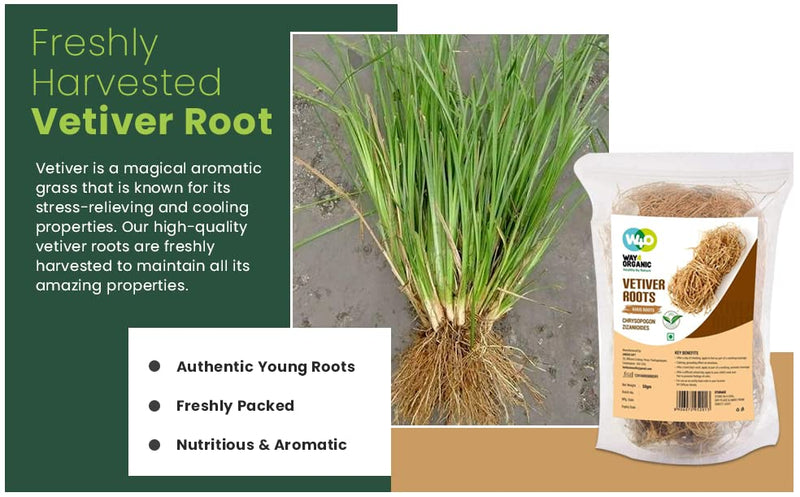 [Australia] - Vetiver Root/Dried Khus-Khus/Vetiveria Zizanioides (50 grams), Young Roots Not Aged Matured Roots, Natural Herbal Coolant - Way4Organic (3 Pack) 5.29 Ounce (Pack of 1) 