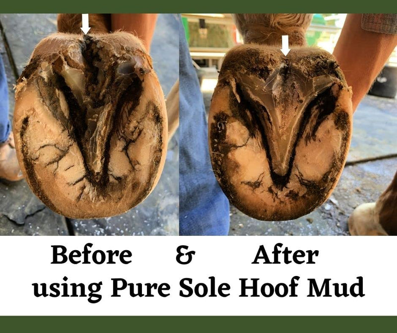 Thrush Treatment for Horses - Pure Sole Hoof Mud - Hoof Clay for Horses - A Horse Hoof Care Product for Thrush, White Line, and Hoof Wall Separation | Use Regularly for A Healthy Hoof. - 8 oz. - PawsPlanet Australia