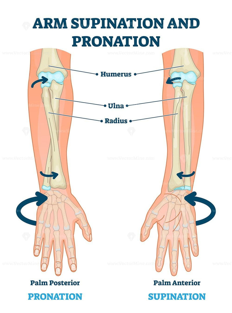 [Australia] - Rolyan Pronation & Supination Wheel, 2 Pound Weighted Wheel Training Device for Motor Control and Mobility, Hand & Arm Trainer for Forearm and Shoulder Surgery Recovery & Rehabilitation 