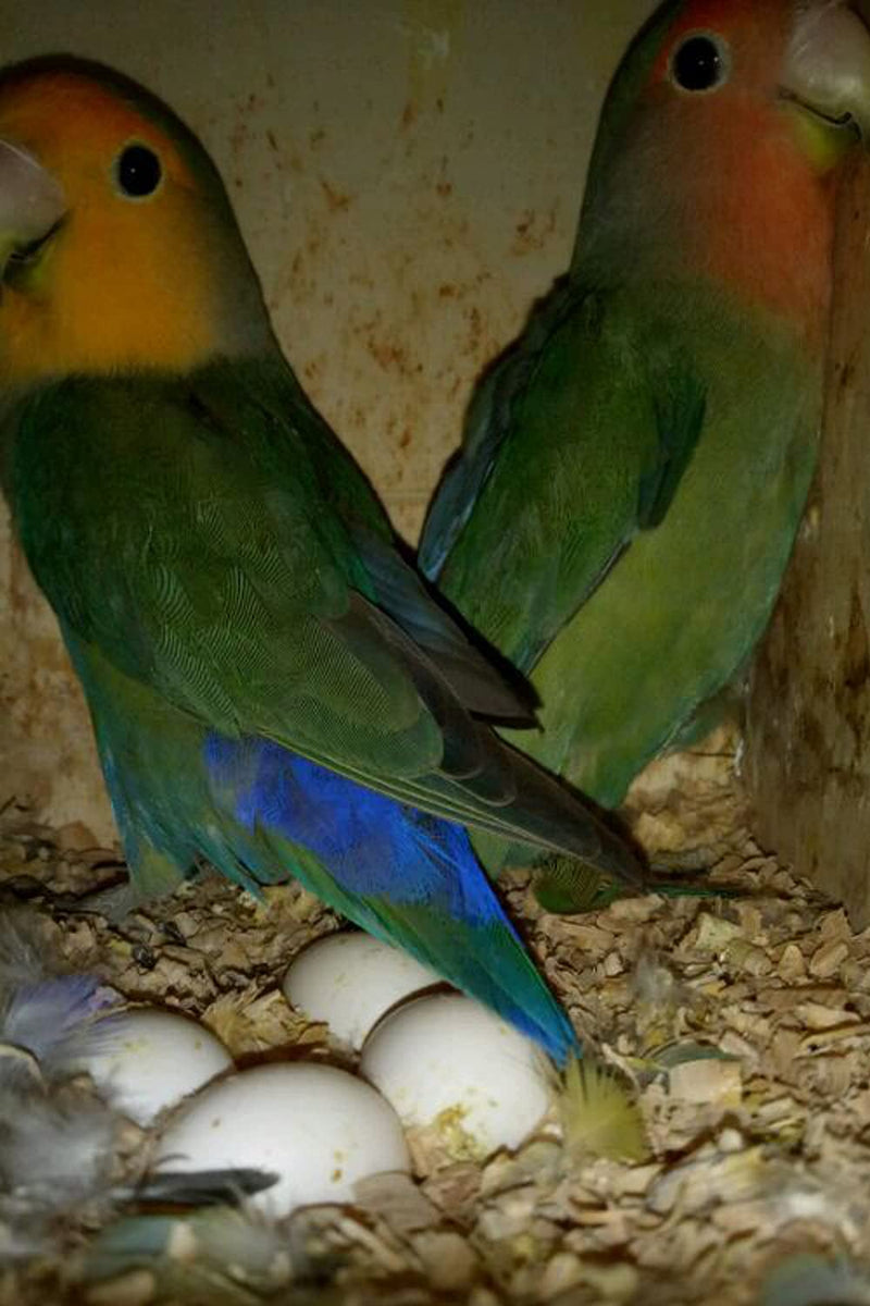 8Pcs Fake Bird Eggs, Stop Egg Laying fit Cockatiels, Green Cheeks, Lovebird, Ringneck Dove, Lorikeet, Bourke Parakeet, Quaker Parrots - PawsPlanet Australia