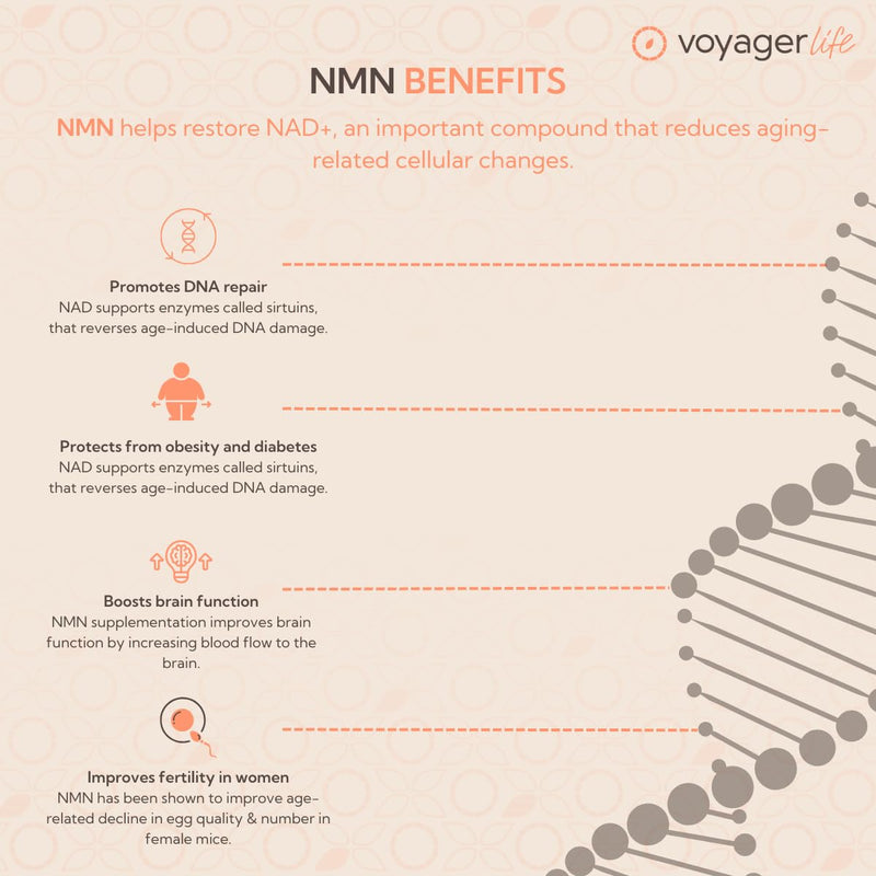Voyager Pure NAD+ Powder Supplement | 100g Pouch – 3 Month Supply | 1g Per Serving | NAD Support for Cellular Health, Energy, Healthy Aging & Immune Support |3rd Party Tested, Non-GMO