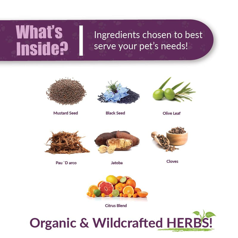 AMBER NATURALZ Reptaid Herbal Supplement for Small Reptiles | Herbal Pet Supplement for Immune Support | for Reptiles Under 250g | 1 Fluid Ounce Glass Bottle | Manufactured in The USA 1 Ounce (Pack of 1) - PawsPlanet Australia