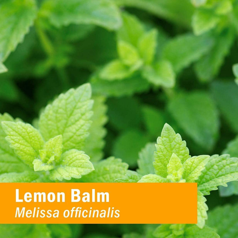 [Australia] - Herb Pharm Kids Certified-Organic Alcohol-Free Lemon Balm Calm Liquid Extract, 1 Ounce (GLKLEMON01) 