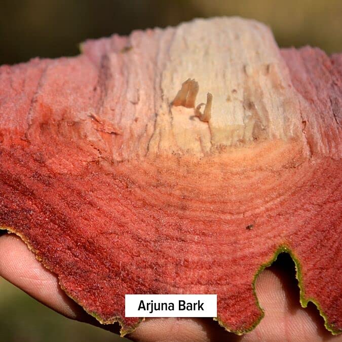 [Australia] - Banyan Botanicals Organic Arjuna Powder ­­– Arjuna Bark Powder (Terminalia Arjuna) –Traditional Herbal Heart Supplement for Proper Heart Function* – 1/2 lb. – Non-GMO, Sustainably Sourced, Vegan* 7.95 Ounce (Pack of 1) 