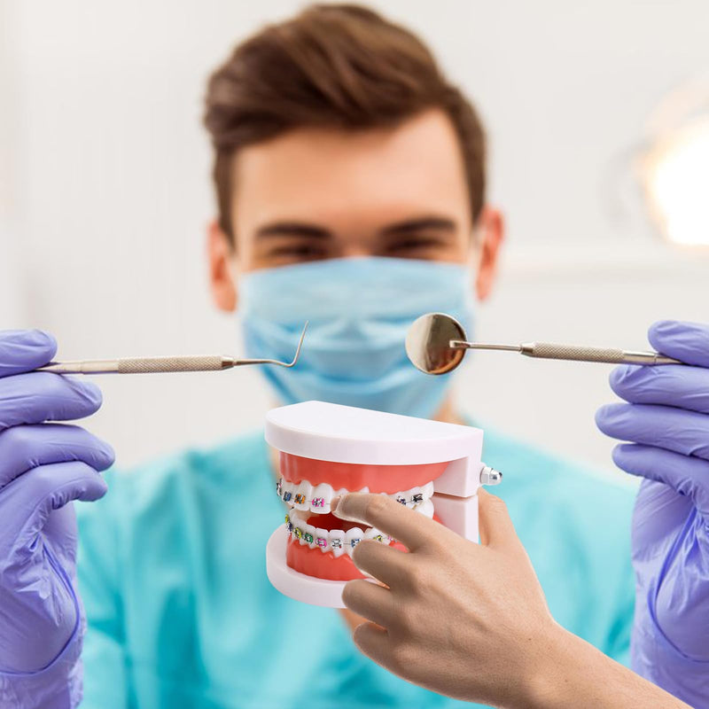 Dental Orthodontic Teeth Model with Colorful Braces, Professional Denture Mouth Model Demonstration Study Tool for Dentistry Students and Orthodontists, Tooth Teaching Equipment with Bracket Supplies