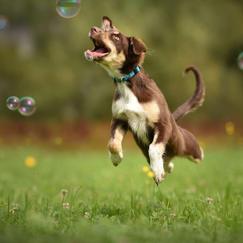 Bubbletastic Peanut Butter Scented Dog Bubbles 8 Ounce Bottle, Non Toxic, Tear Free - PawsPlanet Australia