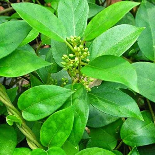 [Australia] - Gymnema Sylvestre Powder | 200 g / 0.44 Lbs | Gurmar | Sirukurinjan | Madhunashini 