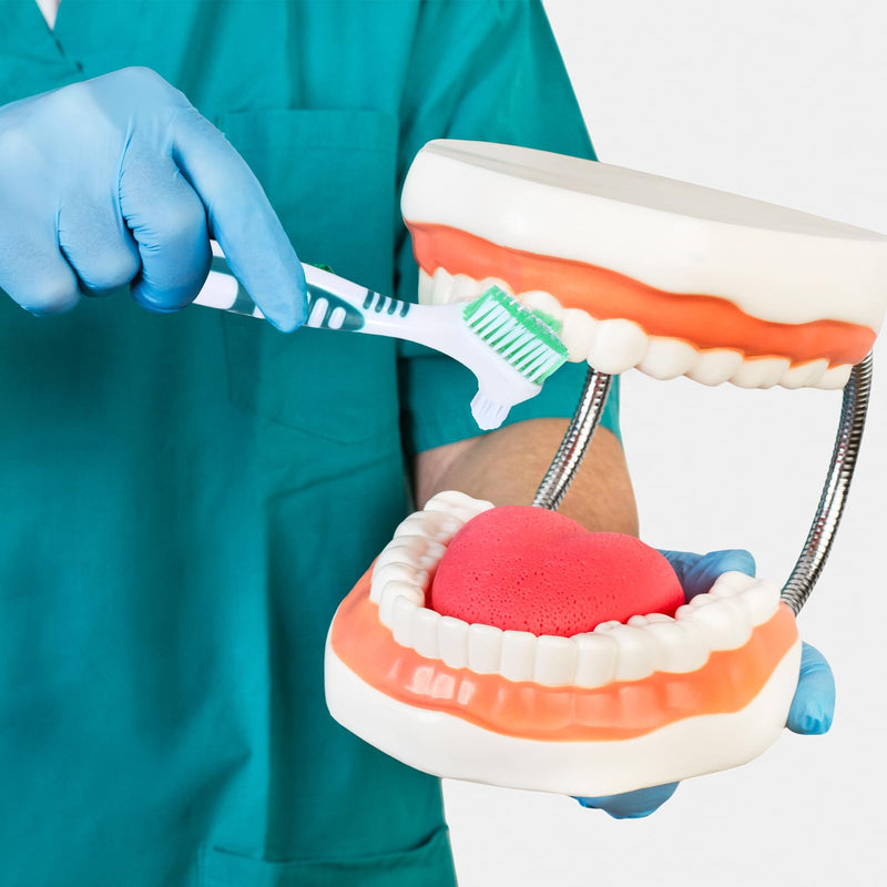 [Australia] - YUXIANLB Set of 2 Denture Cleaning Brushes Denture Toothbrushes Denture Cleaning Brush with White Case Multi-Layer Bristles & Ergonomic Rubber Handle for Denture Care Green & Blue 