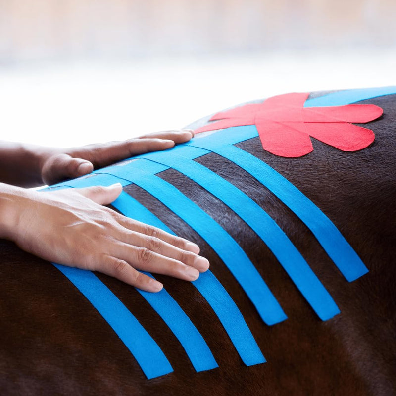 VetkinTape® Veterinary Kinesiology Tape Blue | kinesiology Tape For Horses & Dogs | Equine & Canine Kinesiotape | Latex Free and TÜV Quality Mark Certified Ktape | 10cm-5m | Pack of 1 Roll