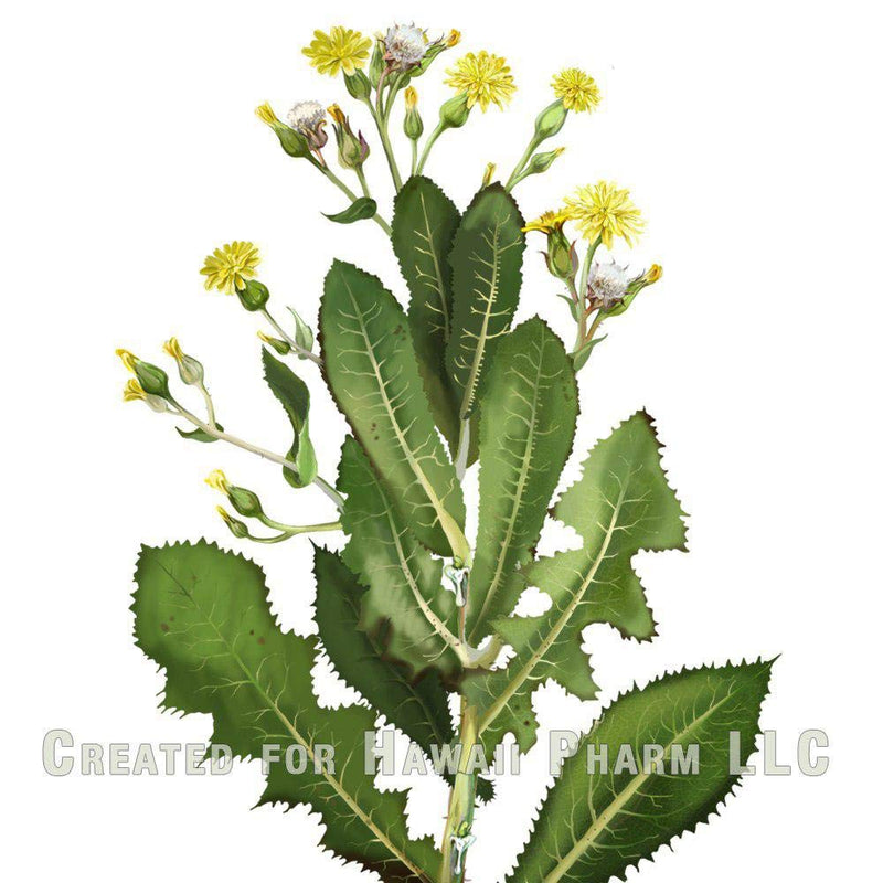 [Australia] - Hawaii Pharm Wild Lettuce Alcohol-FREE Liquid Extract, Organic Wild Lettuce (Lactuca Virosa) Dried Herb Glycerite Natural Herbal Supplement, USA 2 fl.oz 2 Fl Oz (Pack of 1) 