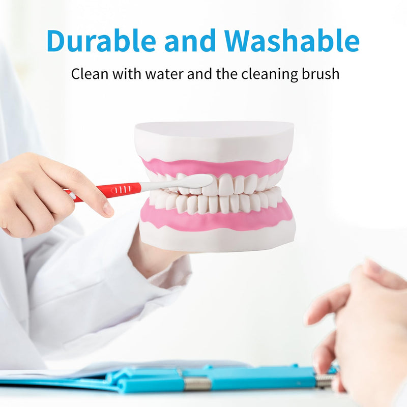 [Australia] - Annhua Large Anatonmical Teeth Model 6 Times Dental Hygiene Teeth Models, Dentist Teaching Oral Care Model with Detachable Tongue and Denture Toothbrush 6 Times Brushing Tooth Model 
