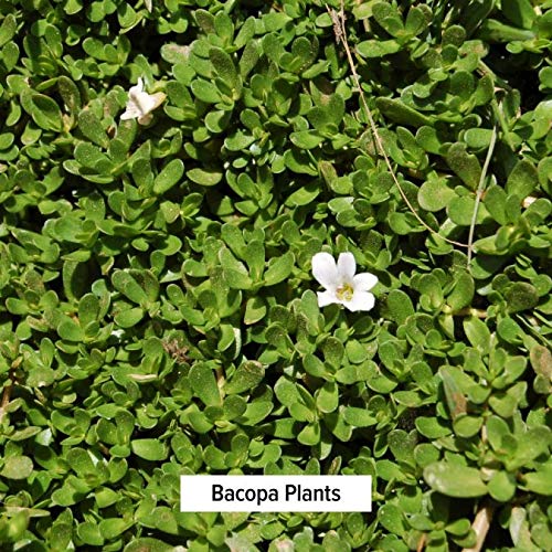 [Australia] - Banyan Botanicals Bacopa Powder, 1/2 Pound - USDA Organic - Bacopa monniera - Ayurvedic Herb for Memory & Focus 8 Ounce (Pack of 1) 