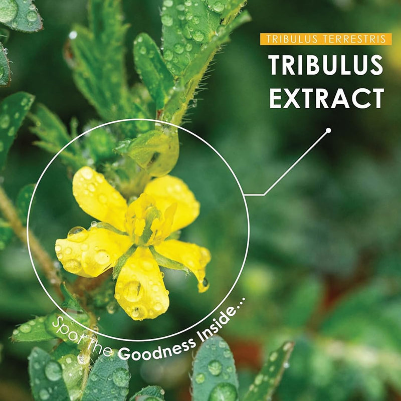 [Australia] - minature Gokshura (Tribulus Terrestris) Tablets - Pure Plant Based Herbal Supplement | Natural & Gluten Free | 90 Count, 45 Day Supply 