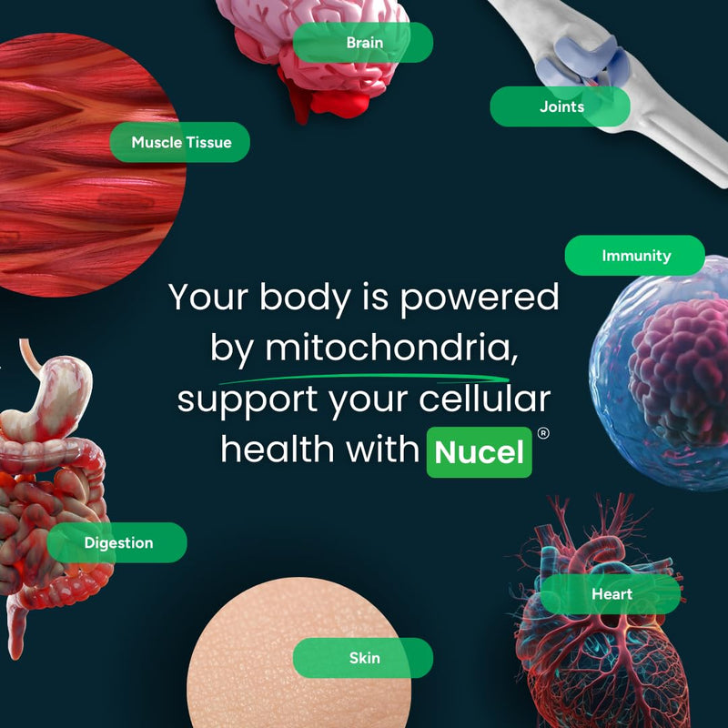 Nucel® Longevity Supplement, Boost NAD+ Levels, Cellular Energy, DNA Repair & Healthy Aging - 8 Science-Backed Ingredients Including Nicotinamide Riboside, Resveratrol, Vitamin C & CoQ10