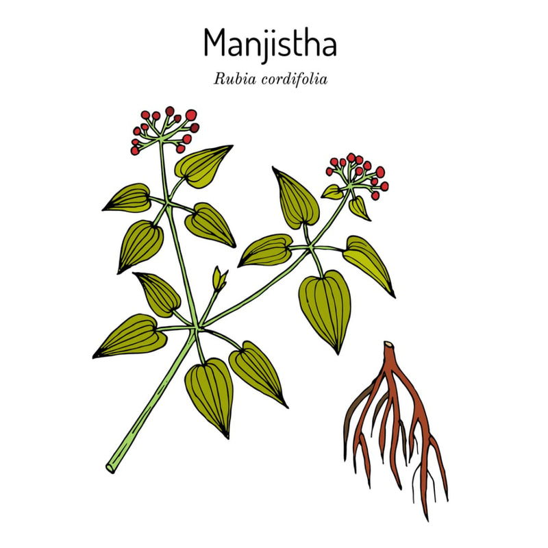 [Australia] - SVATV Natural Manjistha Powder | Rubia Cordifolia | Madder Root Powder | Promoting Healthy And Clear Skin | Natural Hair Color | Indian Madder | Natural Moisturizer - 227g, 8oz, Half Pound 