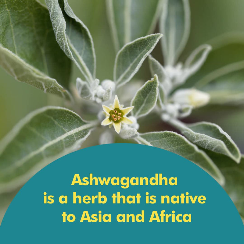 [Australia] - Santo Remedio Ashwagandha, Stress Support, Dietary Supplement, 1000 mg Per Serving, 180 Capsules, No Artificial Flavors, No Artificial Colors, Sugar & Sodium Free, Vegetarian 