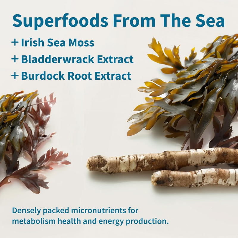 [Australia] - Snap Supplements Irish Sea Moss Capsules with Bladderwrack, Burdock Root & Iodine ‚Äì Supports Energy, Immune Health, Digestion & Skin ‚Äì 60 Capsules 