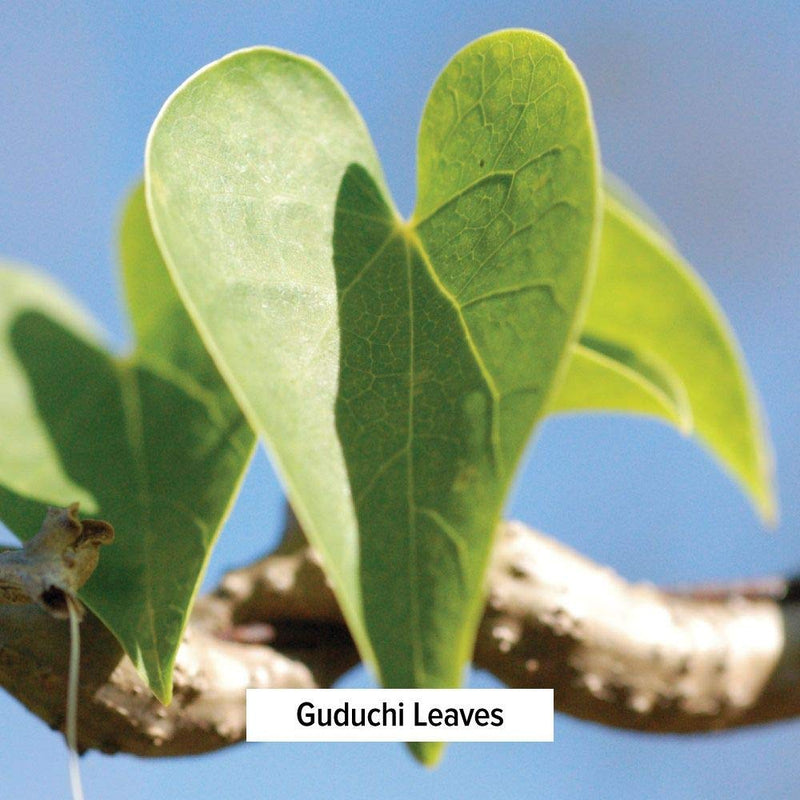 [Australia] - Banyan Botanicals Guduchi Powder – Organic Guduchi Stem Powder (Tinospora Cordifolia) – Supports Healthy Liver Function & Healthy Immune Response* – 1/2 lb. – Non-GMO Sustainably Sourced Vegan 8 Ounce (Pack of 1) 