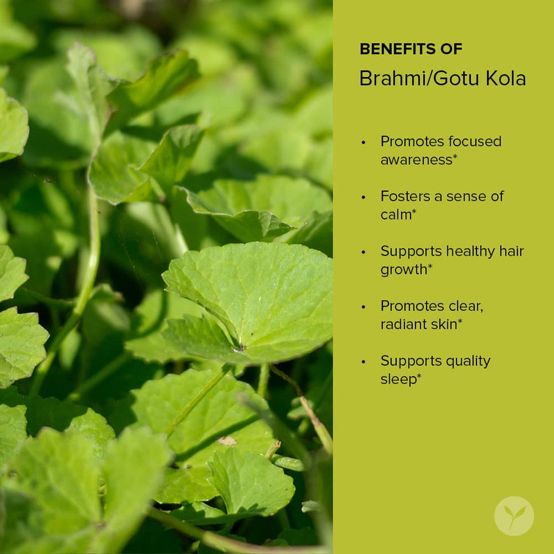 [Australia] - Banyan Botanicals Brahmi/Gotu Kola Powder – Organic Centella Asiatica ­­– Supports Focus, Concentration, Alertness, and a Balanced Sense of Calm* – 1 lb. – Non-GMO Sustainably Sourced Vegan 1 Pound (Pack of 1) 