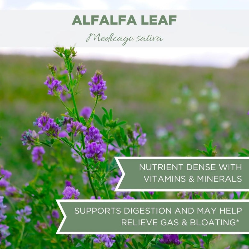 [Australia] - Organic Alfalfa Leaf 4 oz. (113g), USDA Certified Organic Alfalfa Leaf Herb Loose Leaf Tea, Medicago Sativa Herb, Alfalfa Tea Leaves, Cut & Sifted 