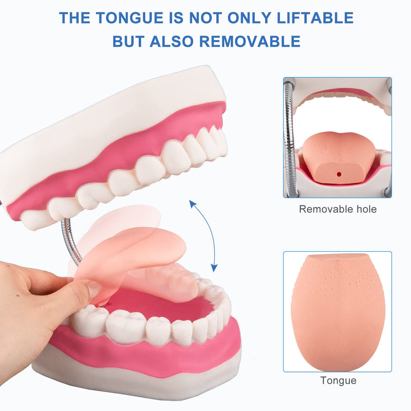 [Australia] - Tooth Brushing Model - 6 Time Tongue Teeth Model Mouth Model for Speech Therapy Kids Dental Care Teaching Demonstration Model 