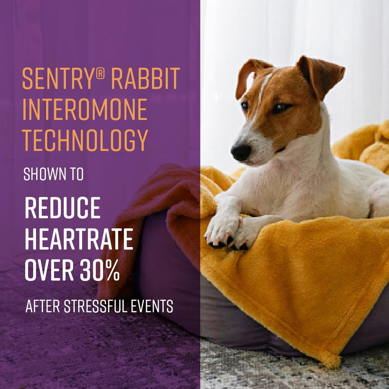 Sentry Behavior Portable Calming Diffuser for Dogs, Reduces Stress and Bad Behavior with Calming Pheromones, Easy-to-use Portable Design, 30 Day Release Dog Diffuser - PawsPlanet Australia