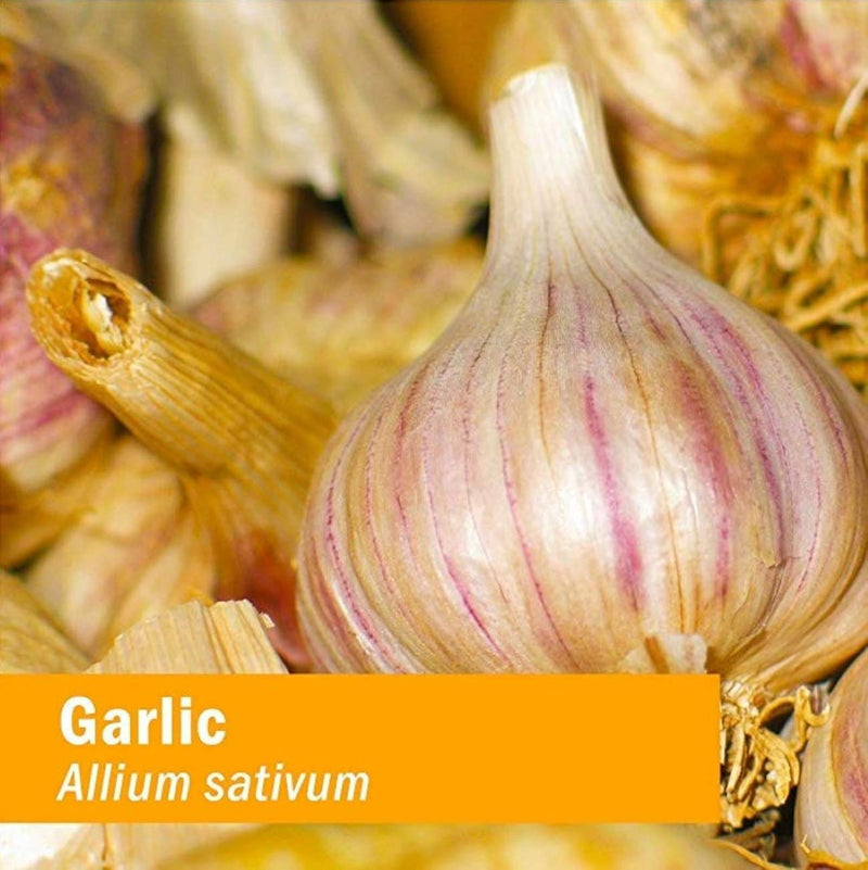 [Australia] - Herb Pharm Certified Organic Garlic Liquid Extract for Cardiovascular and Circulatory Support - 1 Ounce 