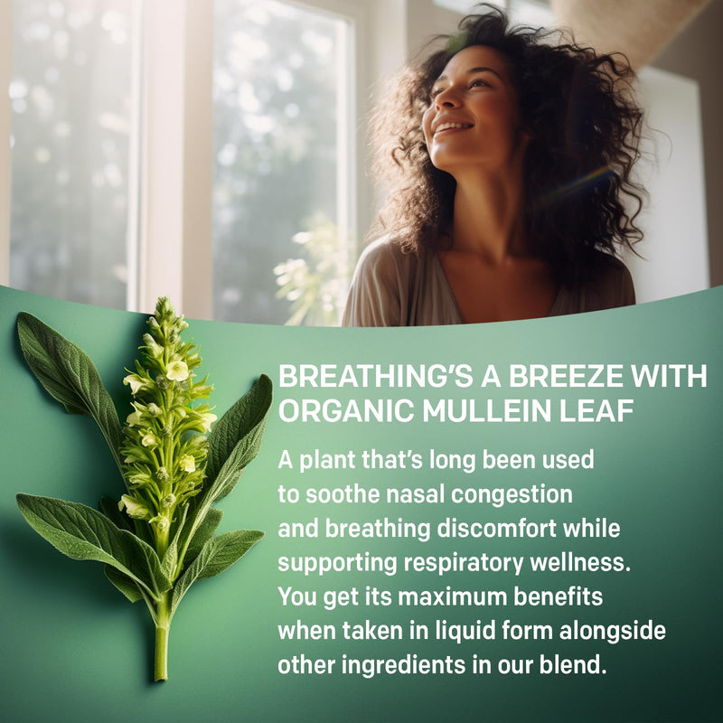 [Australia] - 5-in-1 Mullein Drops for Lungs - Mullein Leaf Extract for Lungs Detox and Respiratory Lung Health - Mullein Tincture with Elderberry, Marshmallow & Ginger Root for Bronchial Support - 60 Servings 