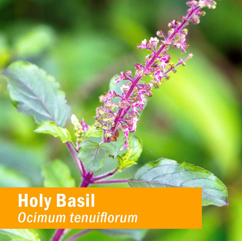 [Australia] - Herb Pharm Certified Organic Holy Basil (Tulsi) Extract for Energy and Vitality, 1 Ounce (DBAS01) 