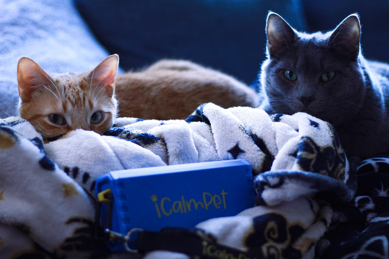 Cool Cat Gold Pak | iCalmPet Ruff 'n Ready Portable Speaker with 3-hr MicroSD Cat Calming Classical - PawsPlanet Australia