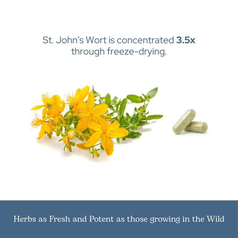 [Australia] - Eclectic Institute Raw Fresh Freeze-Dried Non-GMO St. John's Wort | Herbal Health Supplement, Promotes a Positive Mood | 90 CT Pink 90 Count (Pack of 1) 