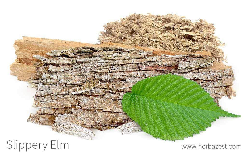 AMINOLAB - Slippery Elm Bark 5000mg 240 Capsules - Supports Throat & Respirtory Health, Relieves Heart Burn - HIGH in Fibre