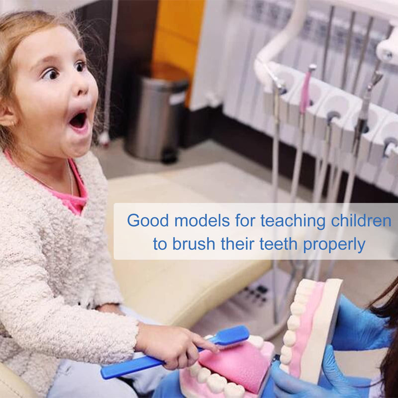[Australia] - Tooth Brushing Model - 6 Time Tongue Teeth Model Mouth Model for Speech Therapy Kids Dental Care Teaching Demonstration Model 