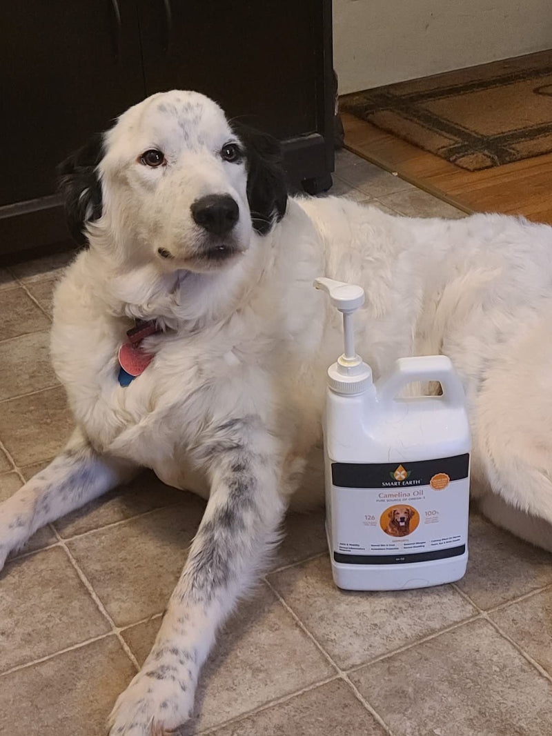 Camelina Oil for Dogs - Omega 3, 6, 9 Supplement for Healthy Skin, Shiny Coat & Flexible Joints - Dog Joint Supplement - Natural Canine Wellness - Omega 3 for Dogs (Pump Included - 64oz) 64 Ounce - PawsPlanet Australia