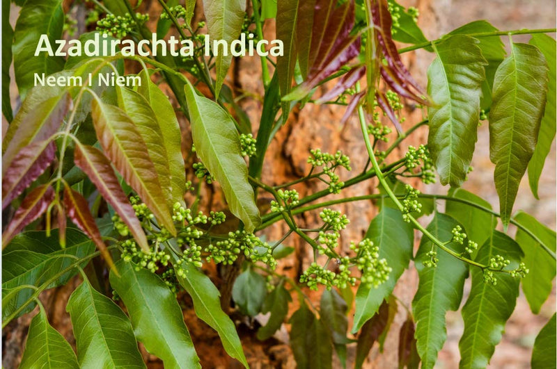 [Australia] - Sorion Repair Cream - special care for skin irritations, redness and itching for intensive regeneration of chronically irritated skin (12 ml) 12 ml (pack of 1) 