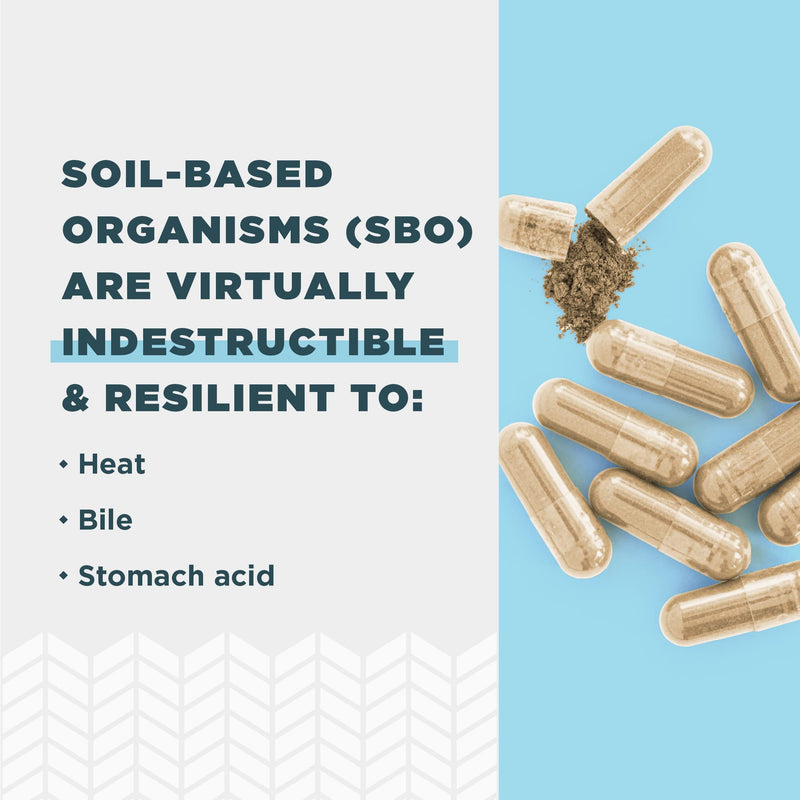 [Australia] - Ancient Nutrition Probiotics, SBO Probiotics Gut Restore 60 Ct, Promotes Gut Health, Digestive and Immune Support, Gluten Free, Ancient Superfoods Blend, 25 Billion CFUs* Per Serving 1 Count (Pack of 1) 