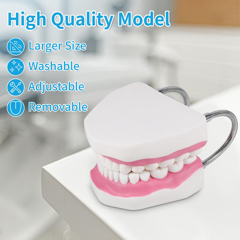 [Australia] - Annhua Large Anatonmical Teeth Model 6 Times Dental Hygiene Teeth Models, Dentist Teaching Oral Care Model with Detachable Tongue and Denture Toothbrush 6 Times Brushing Tooth Model 