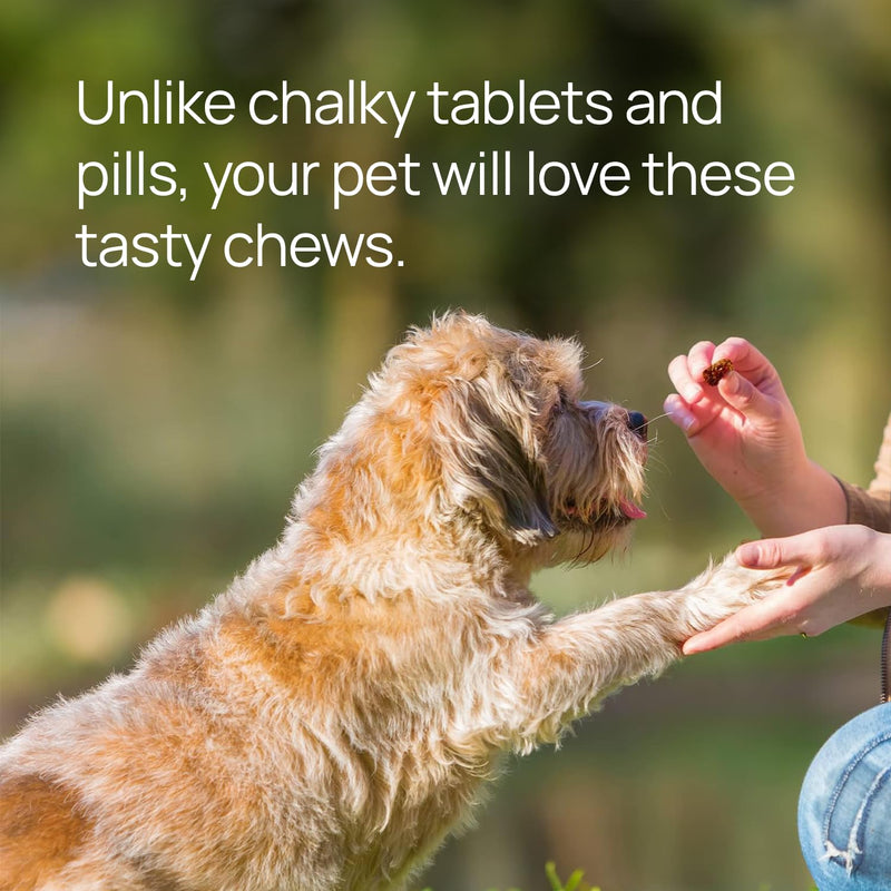 pawTree Natural Allergy Support Plus for Dogs-Ideal for Itching, Irritated Skin, Seasonal and Food Allergies, Hot Spots. Supplement Your pet Will Love. Small Chews for Pets - 60 Count (Small) - PawsPlanet Australia