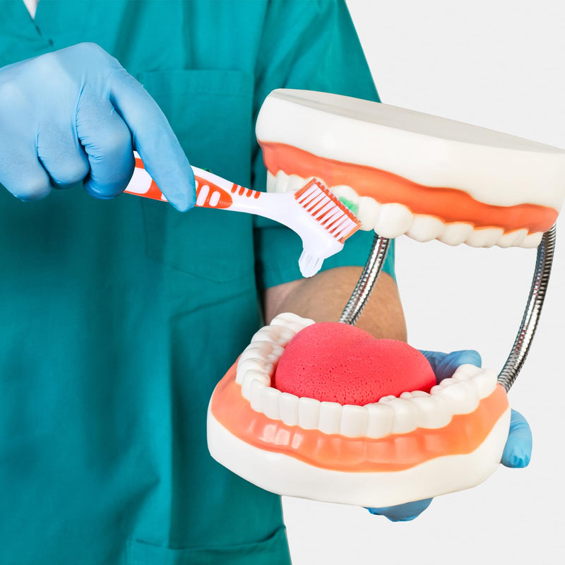 [Australia] - 2Pcs Denture Cleaning Brush Set, Denture Toothbrushes with Multi-Layered Bristles & Ergonomic Rubber Handle, White Carrying Case Orange & Blue 