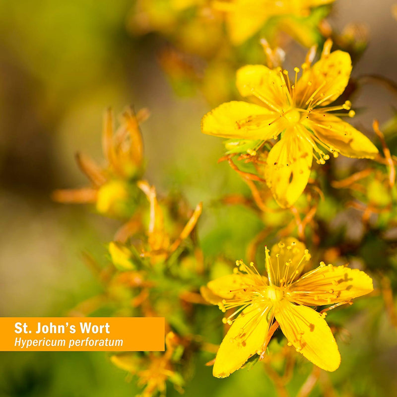 [Australia] - Herb Pharm St. John's Wort Liquid Extract for Positive Mood and Emotional Balance, Cane Alcohol, 4 Ounce 4 Fl Oz (Pack of 1) 