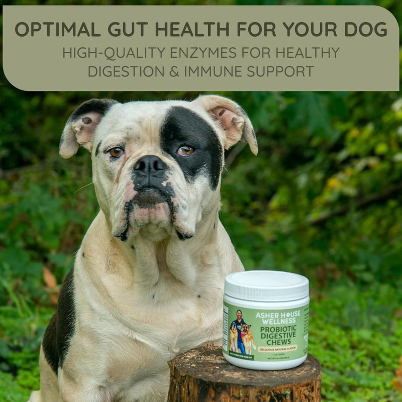 Asher House Wellness Probiotics Digestive Chew for Dogs - Dog Probiotic, Digestive Enzymes for Gut Health & Digestion - Pet Chews for Diarrhea, Upset Stomach, Allergies, Itchy Skin Relief, 120 Chews - PawsPlanet Australia