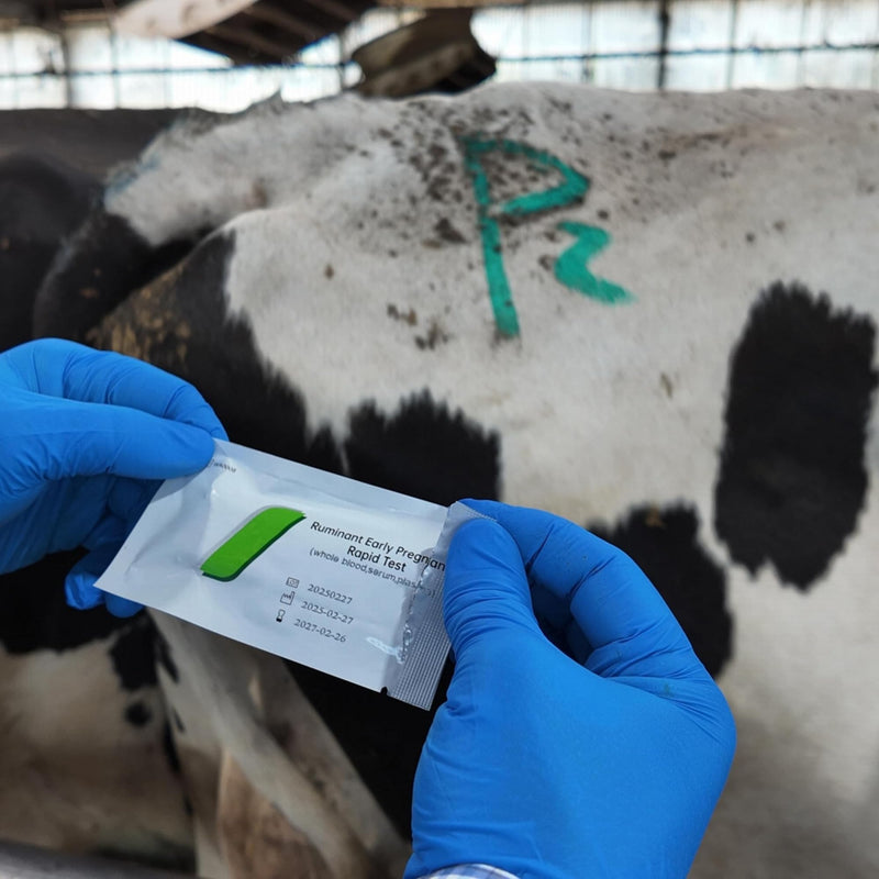 Ruminant Kit for Cattle, Single Use, Whole Blood/Serum/Plasma, Fast 20-Minute Results, 99.5% Accuracy, Effective from 28 Days (1) 1