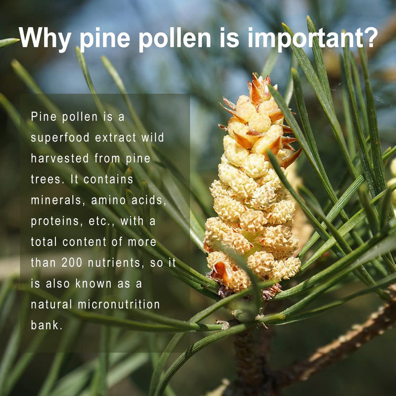 [Australia] - Pine Pollen Supplement wtih Ginger Root and Vitamin C, 99% Cracked Cell Wall,120 Veggie Capsules 