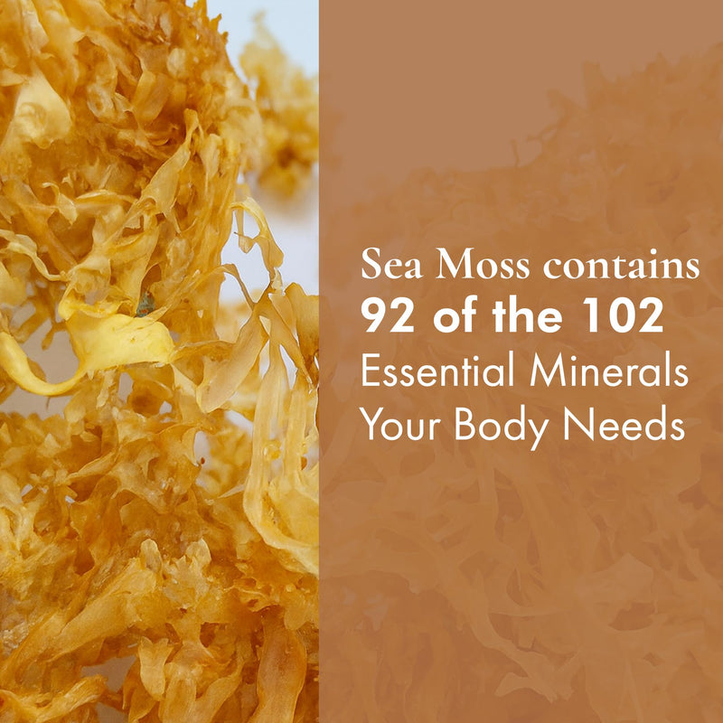 HalalEveryDay Wildcrafted Irish Sea Moss - 1lb Bag- 100% Pure All Natural | Vitamin & Mineral Rich | No Preservatives | Golden | 16 oz 16 Ounce (Pack of 1)