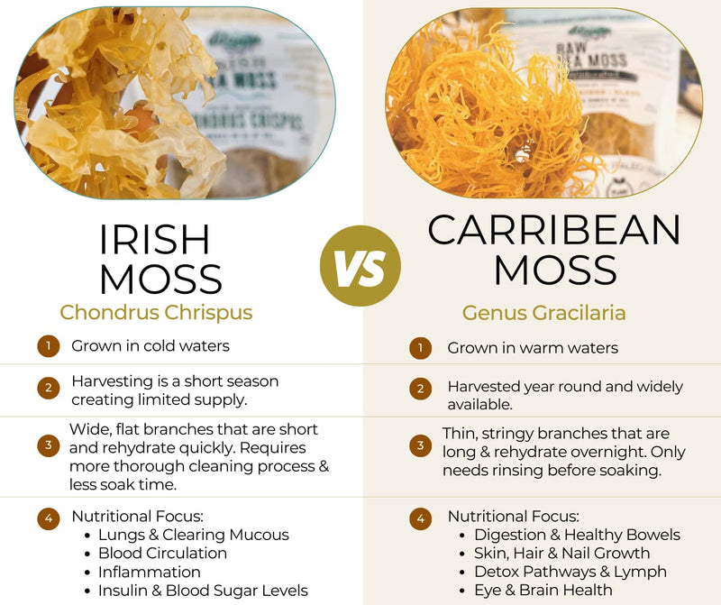 Irish Sea Moss, Wildcrafted, Organic Raw Chondrus Crispus, Makes 30oz Gel | Golden Irish Sea Moss From Ireland | Rinse and Soak Whole Leaf Sea Moss, Blend Gel for Smoothies, Drinks, Soups, or Sauces 1.23 Ounce (Pack of 1)