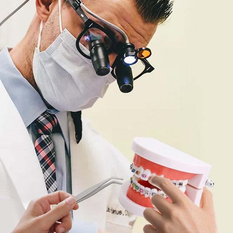 Dental Orthodontic Teeth Model with Colorful Braces, Professional Denture Mouth Model Demonstration Study Tool for Dentistry Students and Orthodontists, Tooth Teaching Equipment with Bracket Supplies