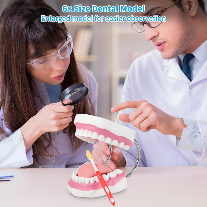 [Australia] - Annhua Large Anatonmical Teeth Model 6 Times Dental Hygiene Teeth Models, Dentist Teaching Oral Care Model with Detachable Tongue and Denture Toothbrush 6 Times Brushing Tooth Model 
