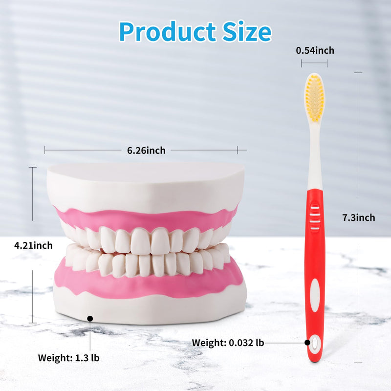 [Australia] - Annhua Large Anatonmical Teeth Model 6 Times Dental Hygiene Teeth Models, Dentist Teaching Oral Care Model with Detachable Tongue and Denture Toothbrush 6 Times Brushing Tooth Model 