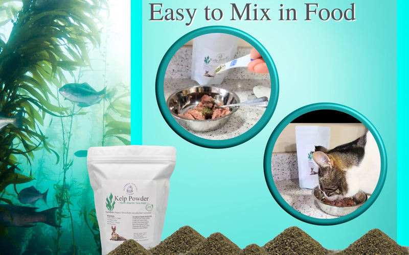 Kelp Powder for Dogs/Cats, Natural North Atlantic Ocean Sea Kelp, Vitamins Minerals and Antioxidants for Ultimate Health (4 Ounce) 4 ounce - PawsPlanet Australia