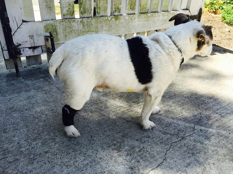 Hock Support Brace (Medium 3-4") MedIum 3"-4" - PawsPlanet Australia